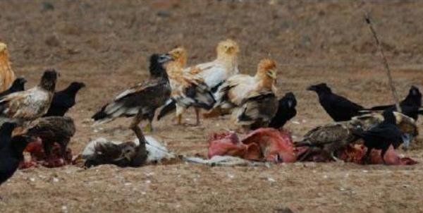 Los guirres majoreros se extienden por Lanzarote