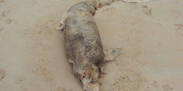 Aparece en Fuerteventura el cadáver de otro delfín, que llevaría muerto "entre 25 y 30 días"