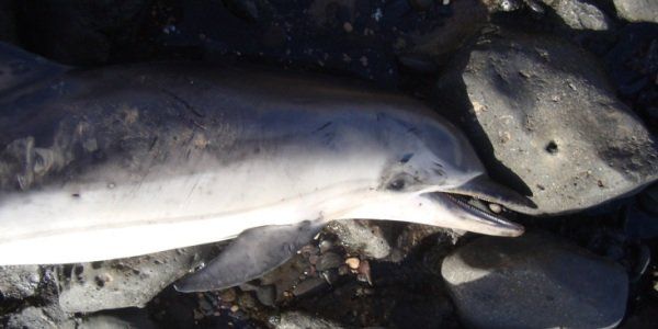 Hallan otros dos delfines muertos en Fuerteventura
