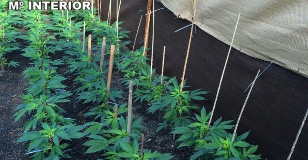 La Guardia Civil desarticula una plantación de 364 plantas de marihuana en Lanzarote