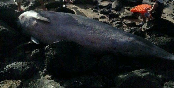 Aparece un cachalote muerto en la playa de Costa Calma