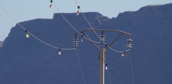 Endesa amplía la instalación de balizas para la protección de aves en Lanzarote