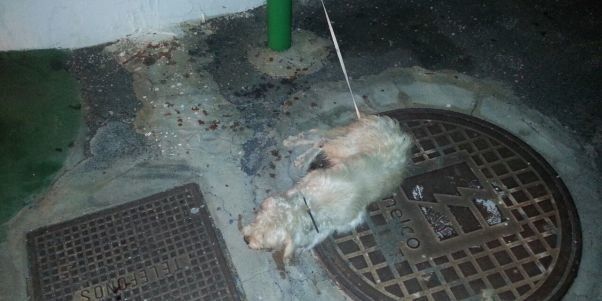 Encuentra a un perro al que abandonaron herido y atado de madrugada en una parada de guagua en Güime
