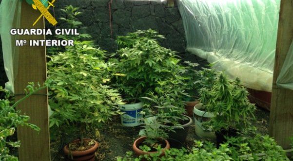La Guardia Civil detiene a dos personas que tenían una plantación de marihuana en una vivienda de Playa Blanca