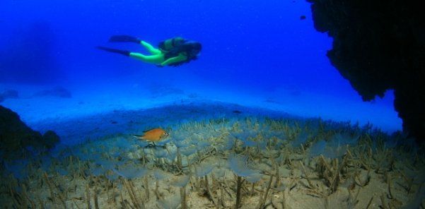 Más de 100.000 turistas practicaron buceo el pasado año en Lanzarote según un estudio del Centro de Datos