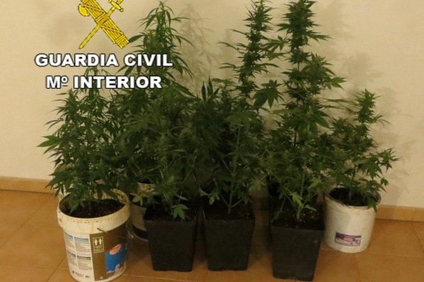 Detenidas tres personas que llevaban varias plantas de marihuana en un coche