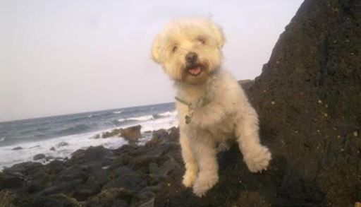 Pide ayuda para encontrar a su perro "Siro" perdido en Arrecife