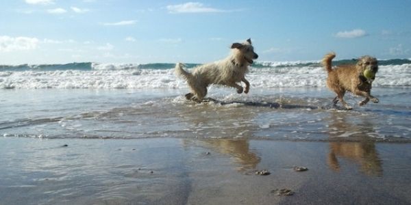 Una iniciativa para que se habilite una zona para perros en la playa de Famara logra ya casi 1.200 firmas