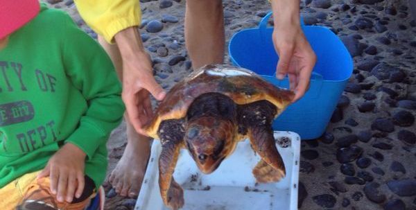 Fallece una tortuga que fue localizada en la playa de Famara