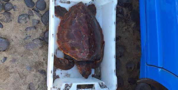 Localizan una tortuga boba en la playa de Famara