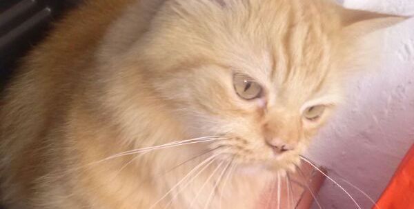 Busca a su gato, desaparecido en Arrecife Busca a su gato, desaparecido en Arrecife
