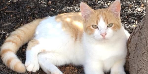 Seis gatos perdidos en Costa Teguise