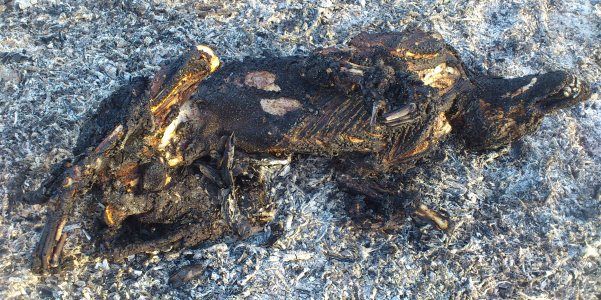 Aparece el cadáver de un perro calcinado en Guatiza