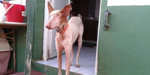 El podenco que llegó a Sara con un ojo estallado se recupera en la protectora