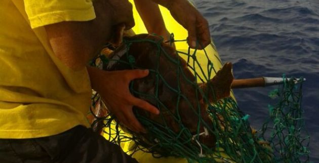 Emerlan rescata a una tortuga que estaba atrapada en una red de gran tamaño en Puerto del Carmen