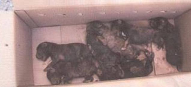 La protectora Sara denuncia el hallazgo de siete perros recién nacidos enterrados vivos en un saco de tierra y piedras en Tinajo