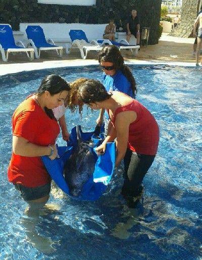 Hallan a un delfín varado y enfermo en Puerto del Carmen y lo trasladan a la piscina del Hotel San Antonio para intentar recuperarlo