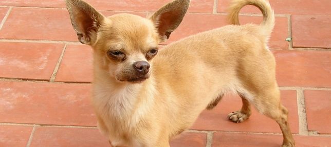 Denuncia el robo de cinco chihuahuas en su finca de Tahíche: Se metieron de noche y se los llevaron