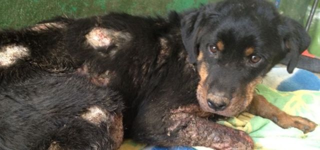 La protectora Sara rescata a un perro abandonado en Tinajo que sufría sarna y que tenía "llagas en carne viva" en todo su cuerpo