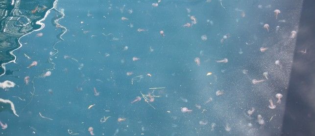 Invasión de medusas en Puerto del Carmen