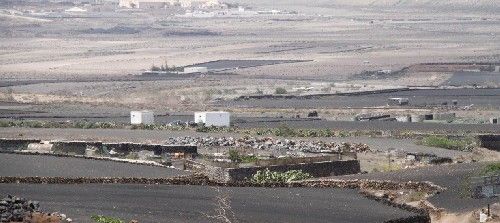 Cases of animal poisoning in Lanzarote are worryingly increasing