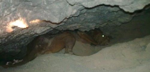 Rescatan a un perro de caza, que quedó atrapado en una cueva en Los Ajaches