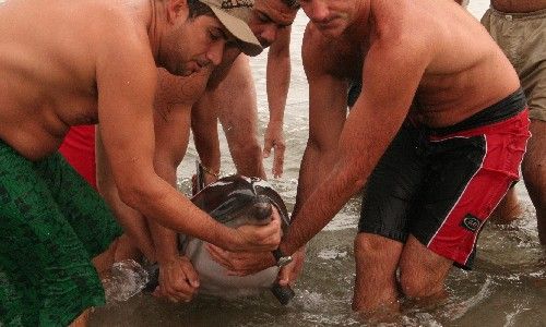 Un delfín aparece varado y moribundo en Famara