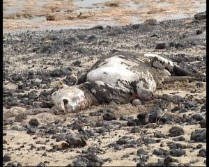 Una vaca muerta aparece varada en la Playa de Famara