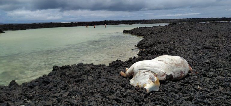 Denuncian el "olor nauseabundo" por el cadáver de una vaca que lleva al menos cinco días en Caletón Blanco