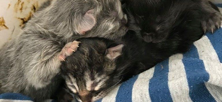 La Policía Local de Tías rescata una camada de gatos recién nacidos abandonados en la carretera