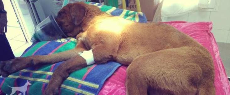 Sara denuncia la situación crítica de otro perro tras ser "golpeado para matarlo"