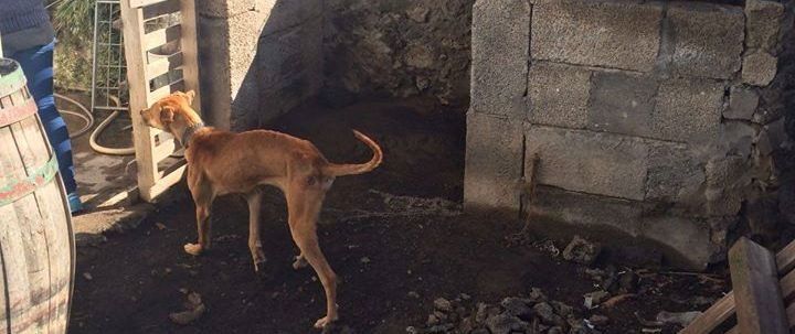 La Policía Local de Yaiza 'rescata' a dos perros víctimas de un posible maltrato animal