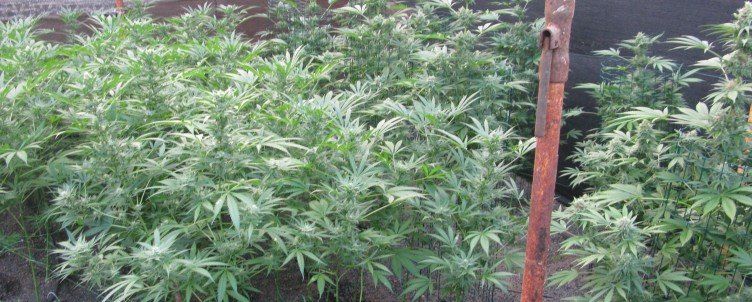 Dos detenidos y 382 plantas de marihuana intervenidas en Órzola