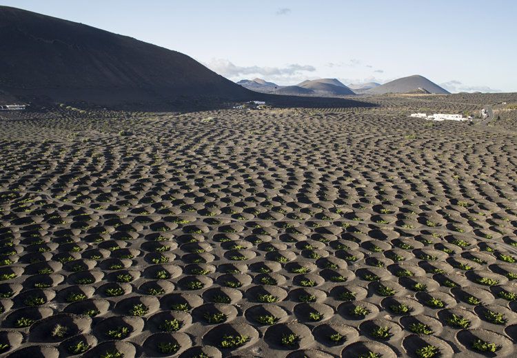 Malvasía, la Semana del vino de Lanzarote, homenajea al sector