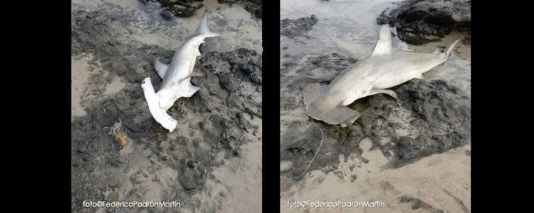 Denuncian la captura, muerte y abandono de un tiburón martillo