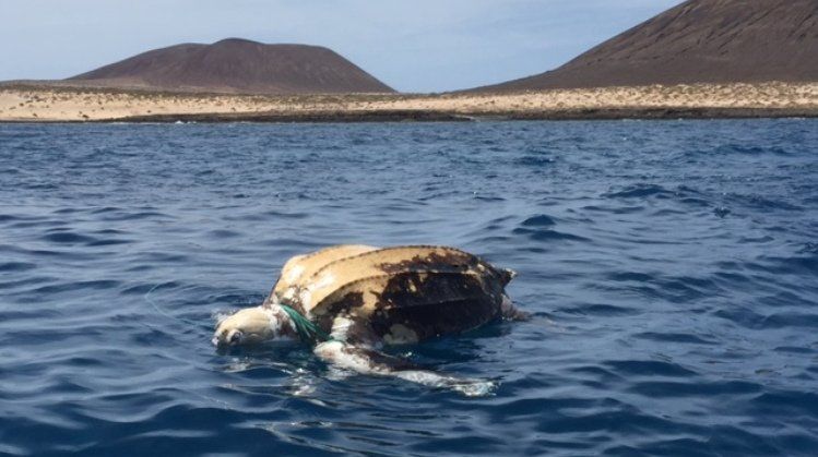 Encuentran una tortuga laúd muerta y enredada en un cabo junto a La Graciosa