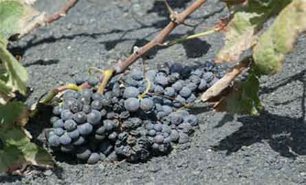 Los viticultores temen que la anunciada sobreproducción de la uva reduzca su precio