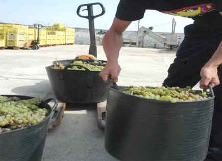 Miguel Martín asegura que no habrá excedente de uva esta temporada