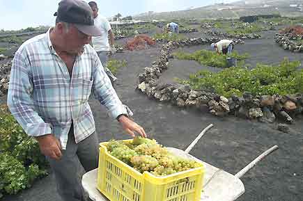 El campo se queda sin mano de obra