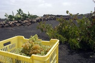 El Gobierno de Canarias no ayudará en la adquisición del excedente de uva