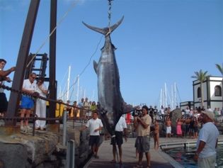 La Perestroika de Alfonso Valls de Quintana capturó un marlin azul de 270 kilos tras una lucha de más de 2 horas
