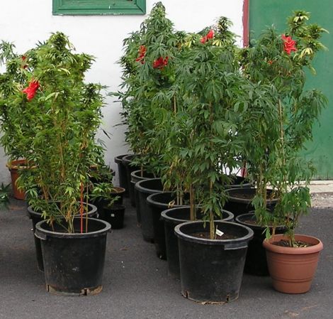 Descubierta una plantación de Marihuana en una vivienda de la capital grancanaria