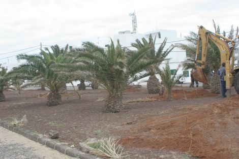 El PSC de Teguise solicita que se paralicen los trabajos en la finca de Caleta de Famara que tiene palmeras