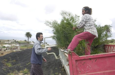 El Gobierno central prohíbe la importación de palmeras en Canarias