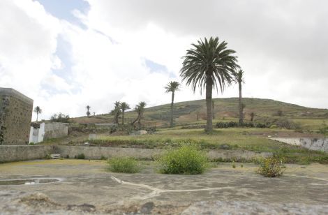 Más de 50 palmeras incautadas en un hotel en construcción de Playa Blanca