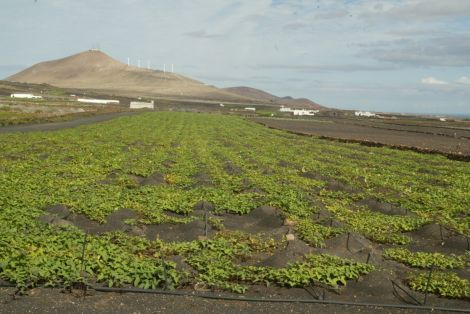 La finca piloto del Cabildo recupera las semillas autóctonas y las cultiva de manera ecológica
