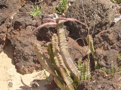 Una planta protegida puede hacer desclasificar suelo urbanizable en Haría y Teguise