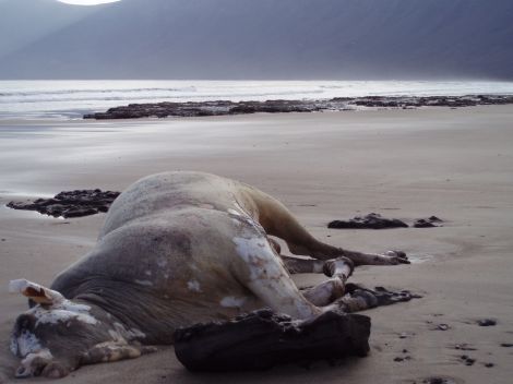 Un ternero aparece muerto en la playa de Famara