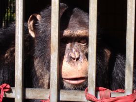 La organización Proyecto Gran Simio denuncia el grave estado de un chimpancé enjaulado desde hace 12 años