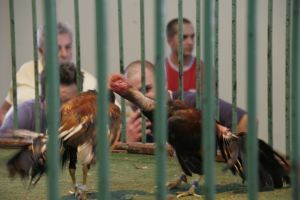 Las peleas de gallos, entre la tradición y la polémica